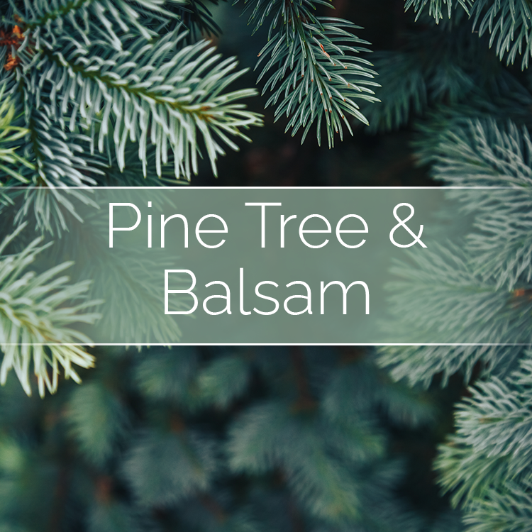 Pine Tree & Balsam - Candle Making Kit